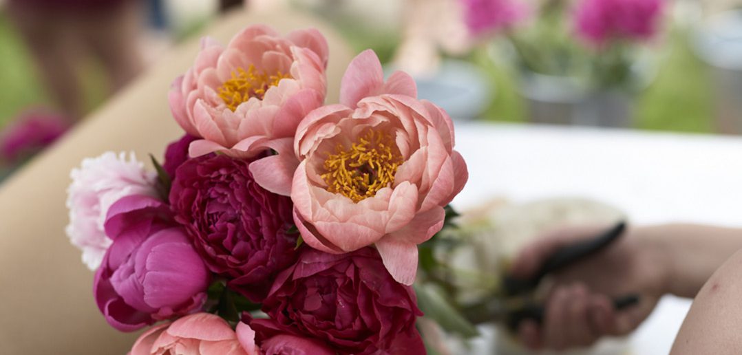 Indiana Peony Festival returns to Noblesville ‘bigger and grander