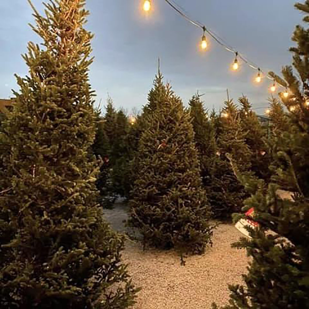 Local retailer sells Christmas trees and other holiday amenities