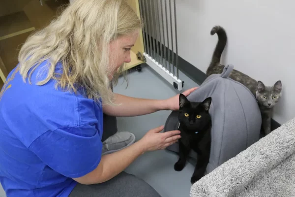 Jenni Beesley, Pawz Pet Cafe general manager, visits with cats choosing to relax near the boarding area. (Photo by Ann Marie Shambaugh) 