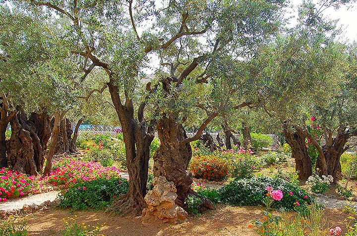 Traditional “Garden of Gethsemane” on Mount of Olives (Photo by Don Knebel)