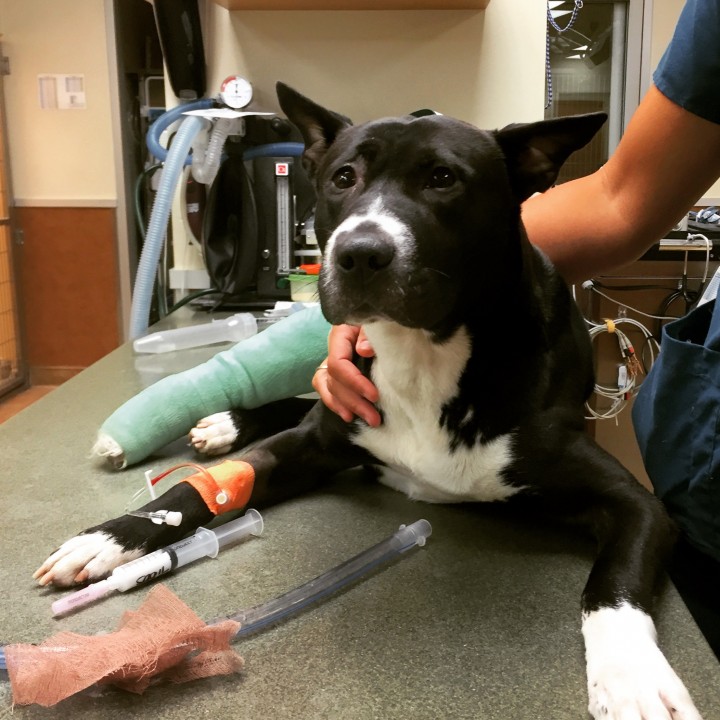 The injured dog, now named Tibbs, was rescued by Meaghann Fisher. (Submitted photo)