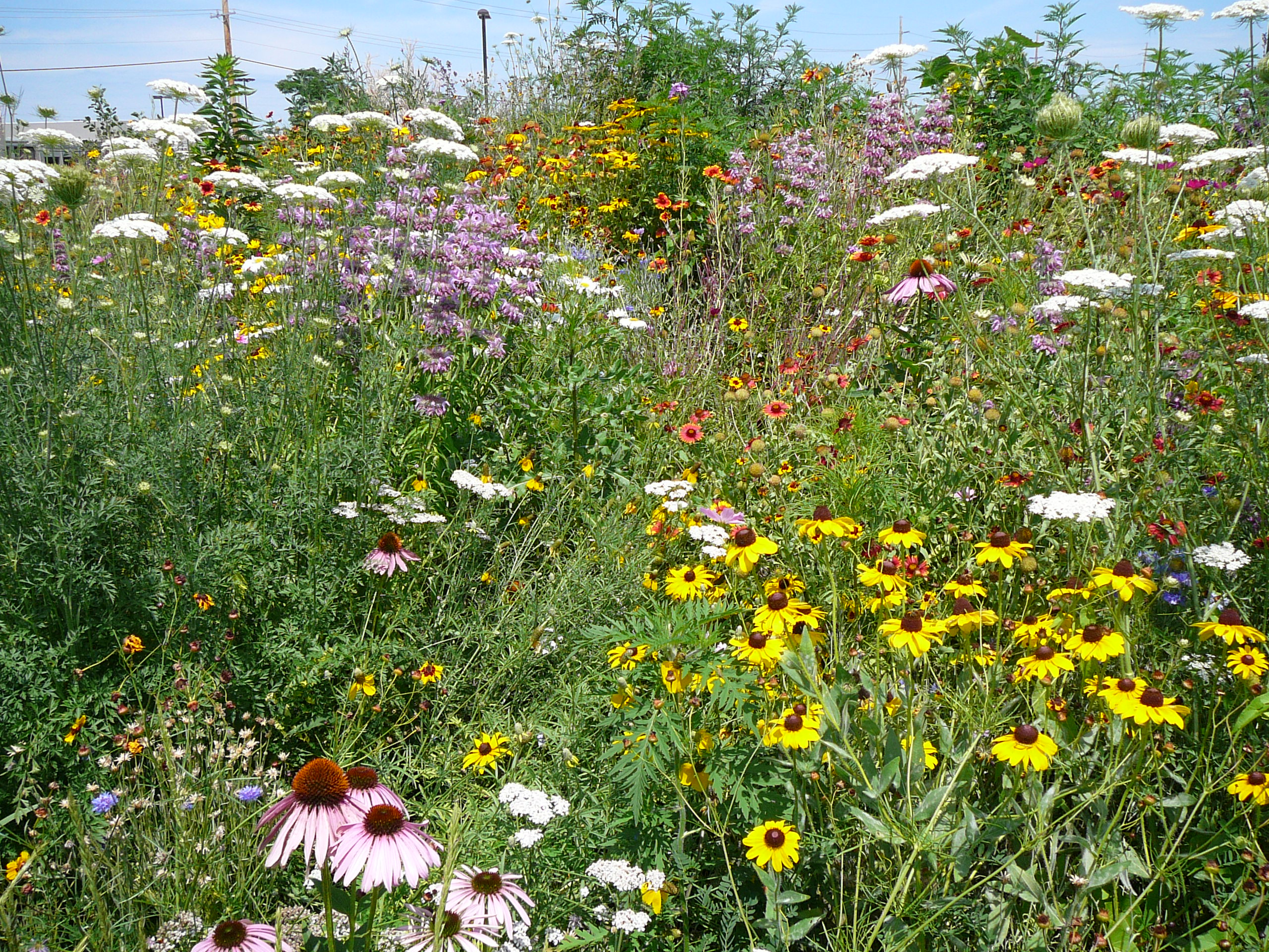 wildflowers